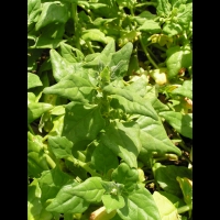 Tetragone - Tetragonia expansa (fam Aizoacees) (2)